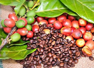 Cafés Especiais: programa destaque BSCA valoriza nanolotes de colheita tardia