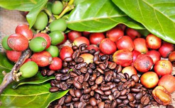 Ausência de chuva adianta maturação de grãos de café