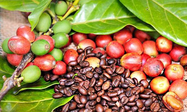 Ausência de chuva adianta maturação de grãos de café