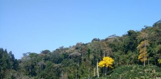 Estado deve chegar a um milhão de hectares de vegetação nativa nos próximos anos