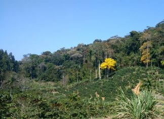 Estado deve chegar a um milhão de hectares de vegetação nativa nos próximos anos