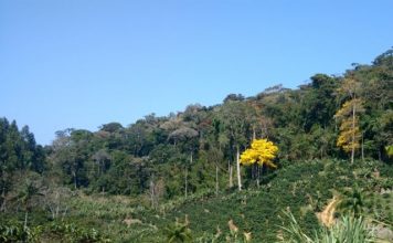 Estado deve chegar a um milhão de hectares de vegetação nativa nos próximos anos