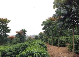 Estratégias para minimizar o efeito de veranicos