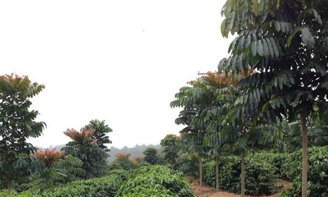 Estratégias para minimizar o efeito de veranicos