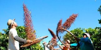 Produção agrícola capixaba cresce 5,39% em 2022