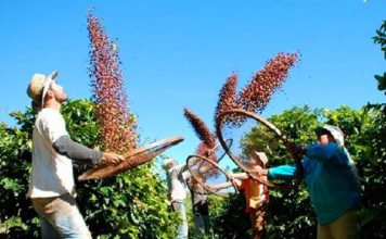 Produção agrícola capixaba cresce 5,39% em 2022