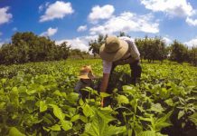 Validade das declarações de aptidão ao Pronaf volta para dois anos