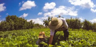 Conselho Monetário ajusta Manual de Crédito Rural do Plano Safra 2023/2024