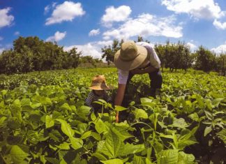 Comissão aprova projeto que amplia área para enquadramento de agricultor no Pronaf