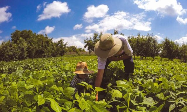 Conselho Monetário ajusta Manual de Crédito Rural do Plano Safra 2023/2024