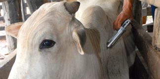 Aftosa: Passo a passo para vacinar animais após fim da campanha