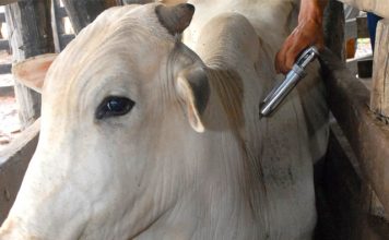 Aftosa: Passo a passo para vacinar animais após fim da campanha