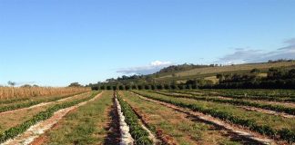 Plano Safra deve elevar consumo de calcário, diz presidente da Abracal