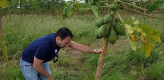 Mutirão vai identificar casos de mosaico e meleira do mamão no Norte do Estado