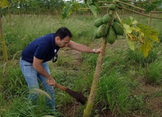 Mutirão vai identificar casos de mosaico e meleira do mamão no Norte do Estado