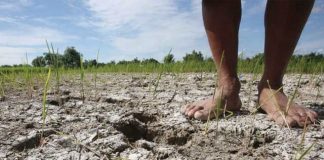 El Niño deve atingir pico em fevereiro