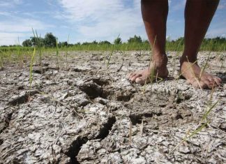 El Niño deve atingir pico em fevereiro