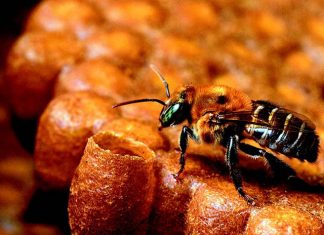 Novo regulamento técnico permite avanços na produção de mel de abelhas sem ferrão no ES