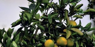 Citrus: Perspectiva 2019