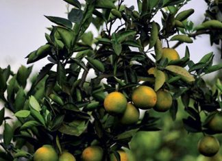 Citrus: Perspectiva 2019