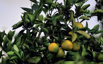 Citrus: Perspectiva 2019