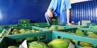 Baixa rentabilidade desanima produtores de mamão