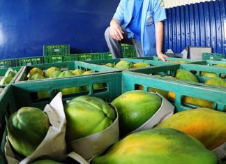 Mamão: Perspectiva 2019