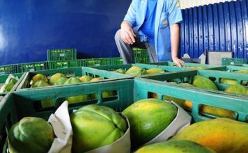 Baixa rentabilidade desanima produtores de mamão