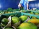 Baixa rentabilidade desanima produtores de mamão