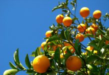 Preço dos Citros segue em alta e chuvas aliviam produtores