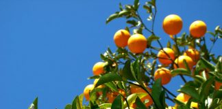 Preço dos Citros segue em alta e chuvas aliviam produtores