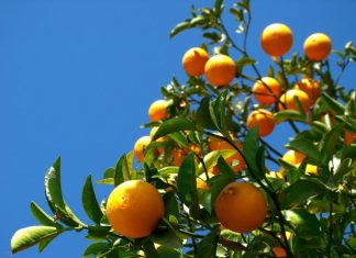 Preço dos Citros segue em alta e chuvas aliviam produtores