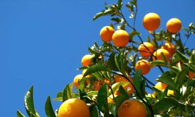 Preço dos Citros segue em alta e chuvas aliviam produtores