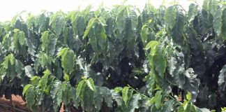 Simpósio Brasileiro de Pesquisa em Cafeicultura Irrigada: Interessados já podem se inscrever