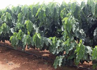 Simpósio Brasileiro de Pesquisa em Cafeicultura Irrigada: Interessados já podem se inscrever