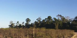 Longos períodos de seca, qual a consequência?