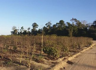 Longos períodos de seca, qual a consequência?