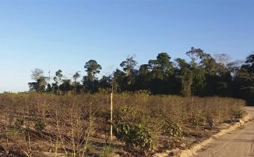 Longos períodos de seca, qual a consequência?