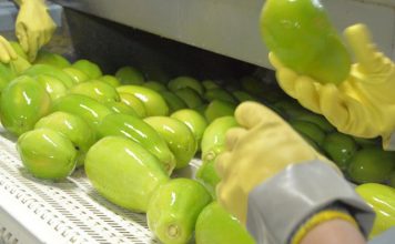 Mamão: Embarques se iniciam positivos em 2019