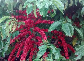 Tour Técnico Café Conilon vai discutir as projeções do clima na agropecuária do norte do ES e sul da BA