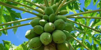 Idaf abre consulta pública para tratar sobre fiscalização nos mamoeiros