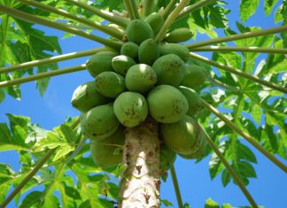 Idaf abre consulta pública para tratar sobre fiscalização nos mamoeiros