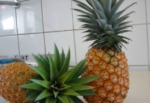 Produtores de abacaxi do Espírito Santo em busca da Indicação Geográfica (IG)