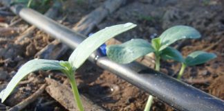 Avanço científico impulsiona crescimento das culturas em 40%