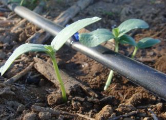 Avanço científico impulsiona crescimento das culturas em 40%