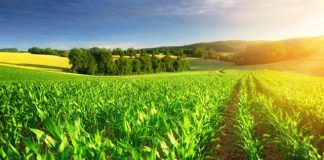 PIB do setor agropecuário registrou alta de 5,7% no primeiro trimestre