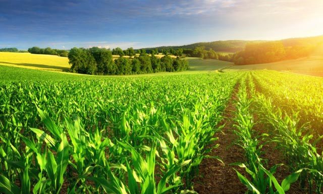 PIB do setor agropecuário registrou alta de 5,7% no primeiro trimestre