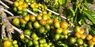 Calor escaldante queima grãos de café robusta no Brasil