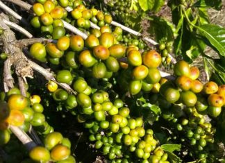 Calor escaldante queima grãos de café robusta no Brasil