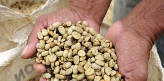 Exportações de café brasileiro atingem 3,28 milhões de sacas em janeiro